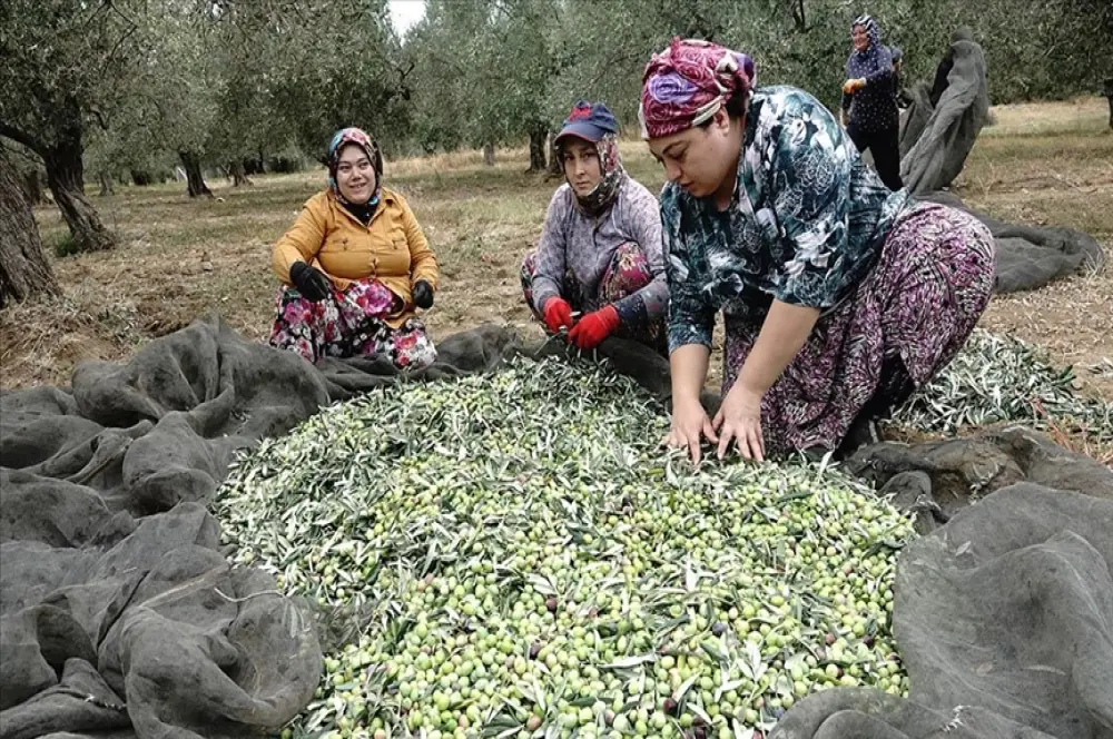 Zeytin üreticileri yağmur bekliyor Zeytin üreticileri yağmur bekliyor