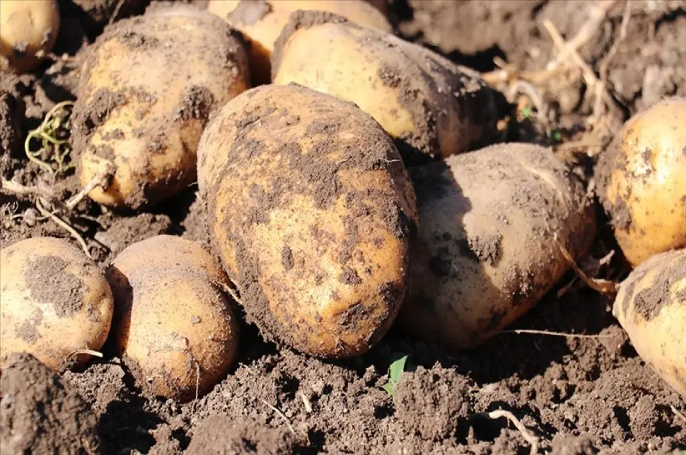 Patates üreticileri Erzurum’da lisanslı depo kurulmasını istiyor Patates üreticileri Erzurum’da lisanslı depo kurulmasını istiyor