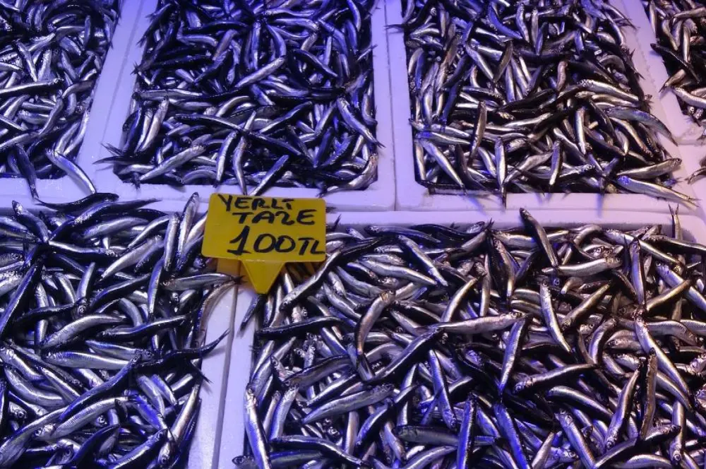 Palamut sonrası hamsi kendini gösterdi! Fiyatı 100 TL'ye geriledi Palamut sonrası hamsi kendini gösterdi! Fiyatı 100 TL'ye geriledi