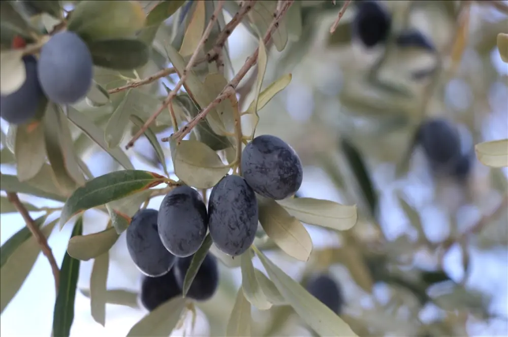 Tekirdağ'da zeytin hasadı sürüyor: 15 bin ton rekolte bekleniyor Tekirdağ'da zeytin hasadı sürüyor: 15 bin ton rekolte bekleniyor