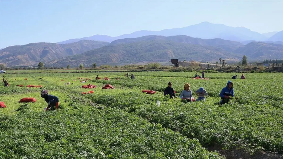 Mevsimlik tarım işçileri için 25 milyon lira kaynak ayrıldı Mevsimlik tarım işçileri için 25 milyon lira kaynak ayrıldı