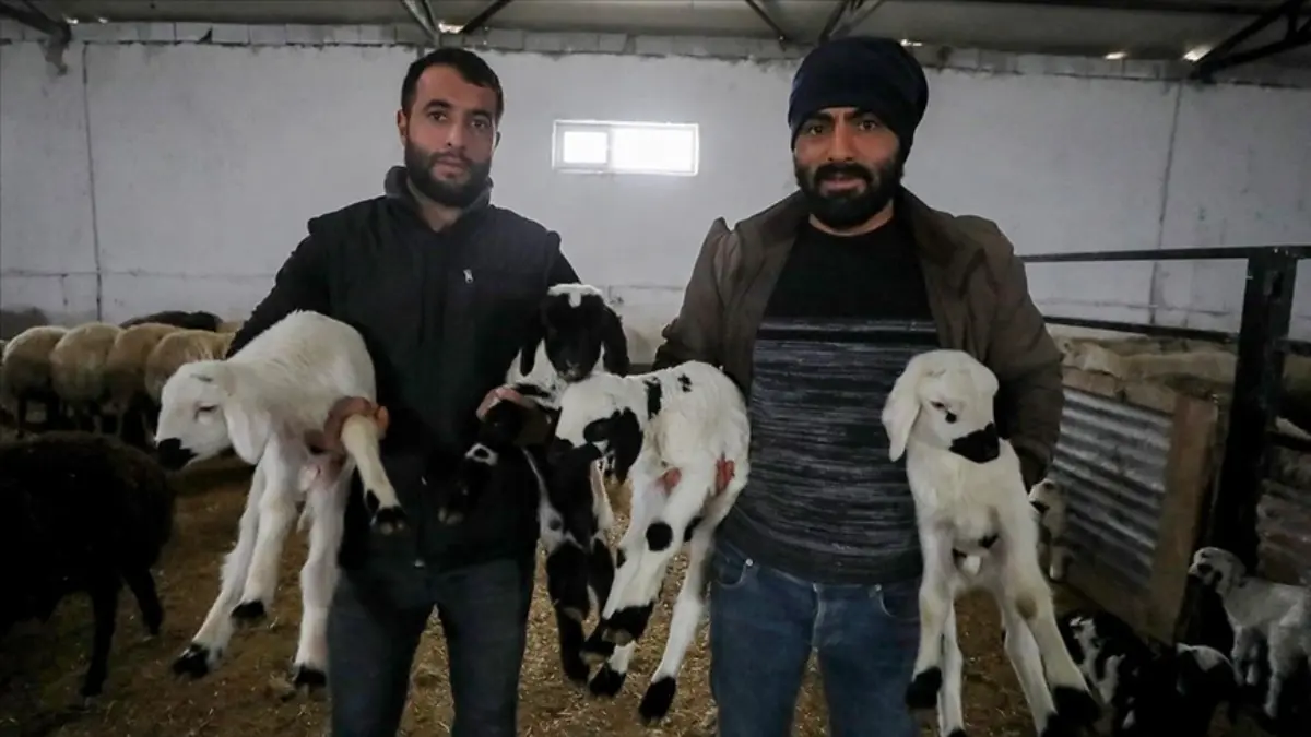 Elazığlı göçer 5 kardeş devlet desteğiyle küçükbaş hayvan çiftliği kurdu Elazığlı göçer 5 kardeş devlet desteğiyle küçükbaş hayvan çiftliği kurdu