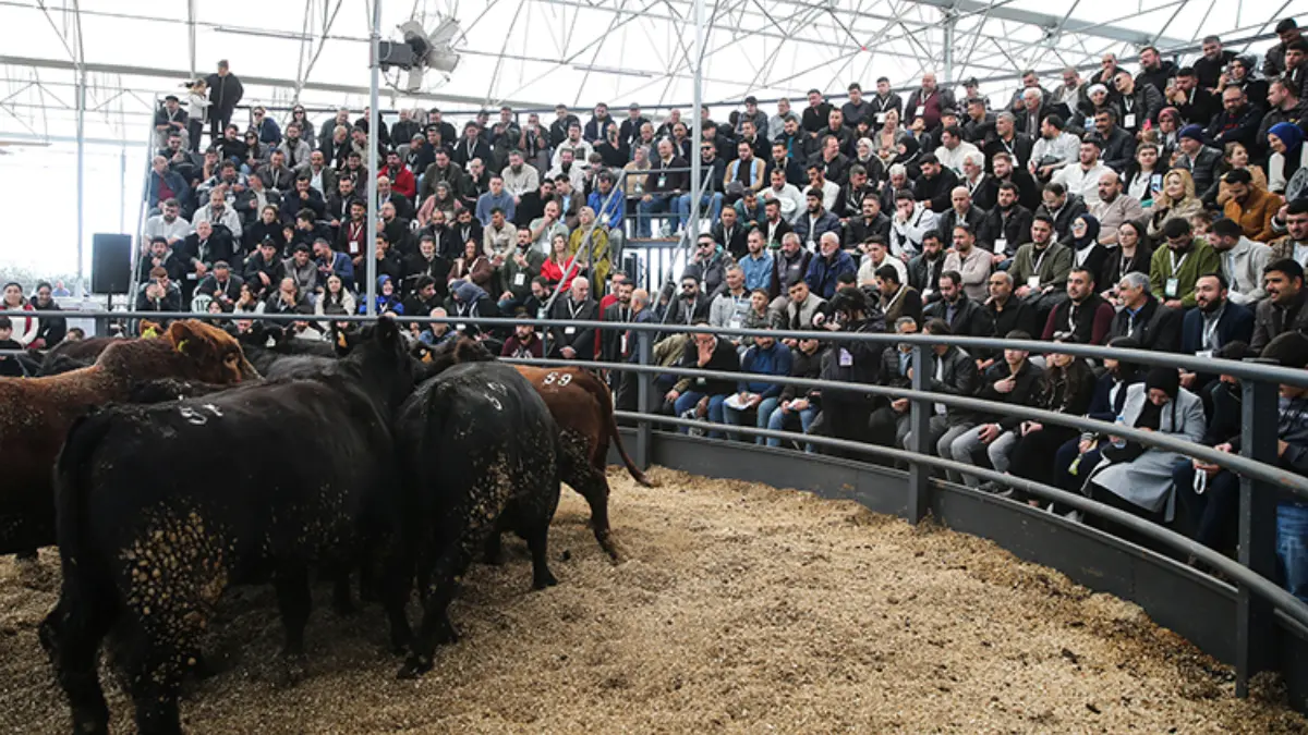 Üreticilere 295 büyükbaşın aracısız olarak satışı yapıldı Üreticilere 295 büyükbaşın aracısız olarak satışı yapıldı