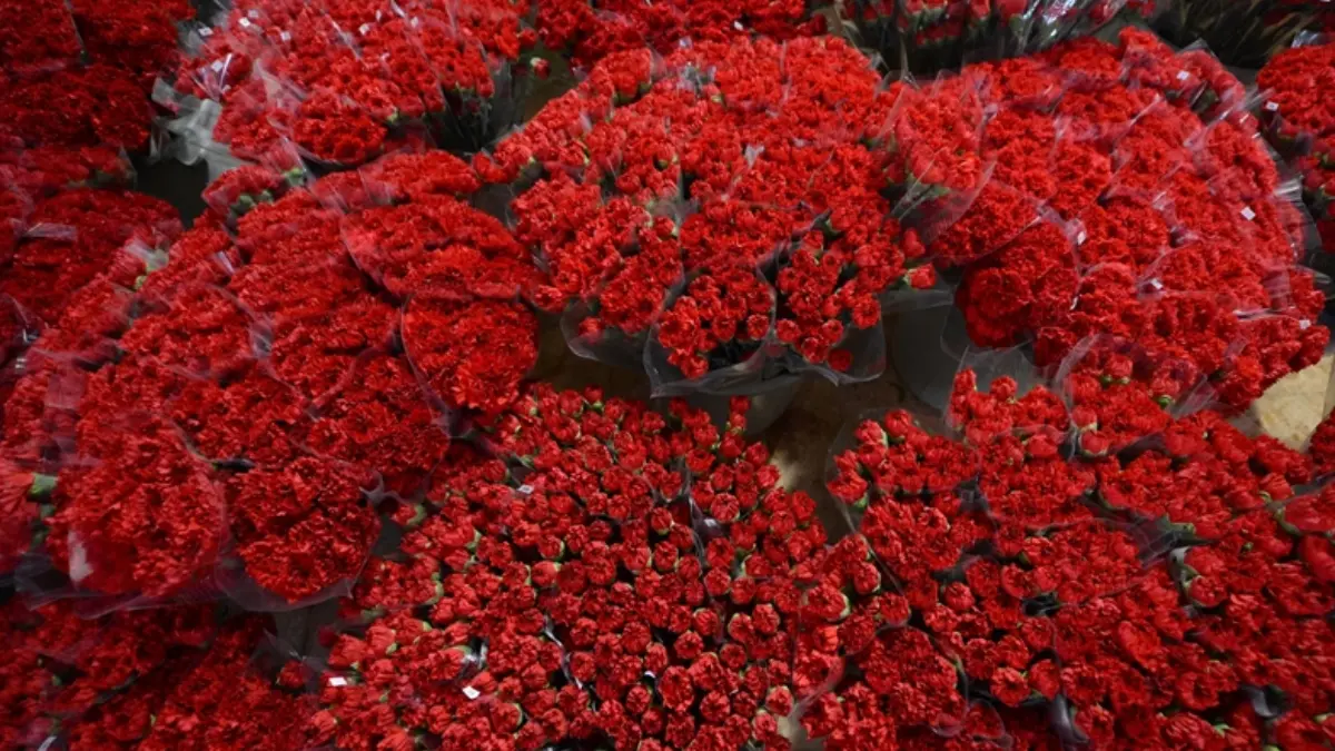 Antalya'dan 30 ülkeye Valentine's Day için 75 milyon dal çiçek gönderildi Antalya'dan 30 ülkeye Valentine's Day için 75 milyon dal çiçek gönderildi