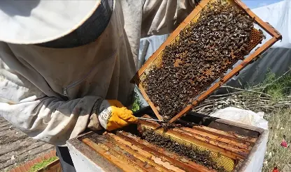 300 üreticiye arılı kovan desteği