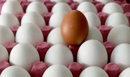 Yumurta arz güvenliği 'Güven altında'