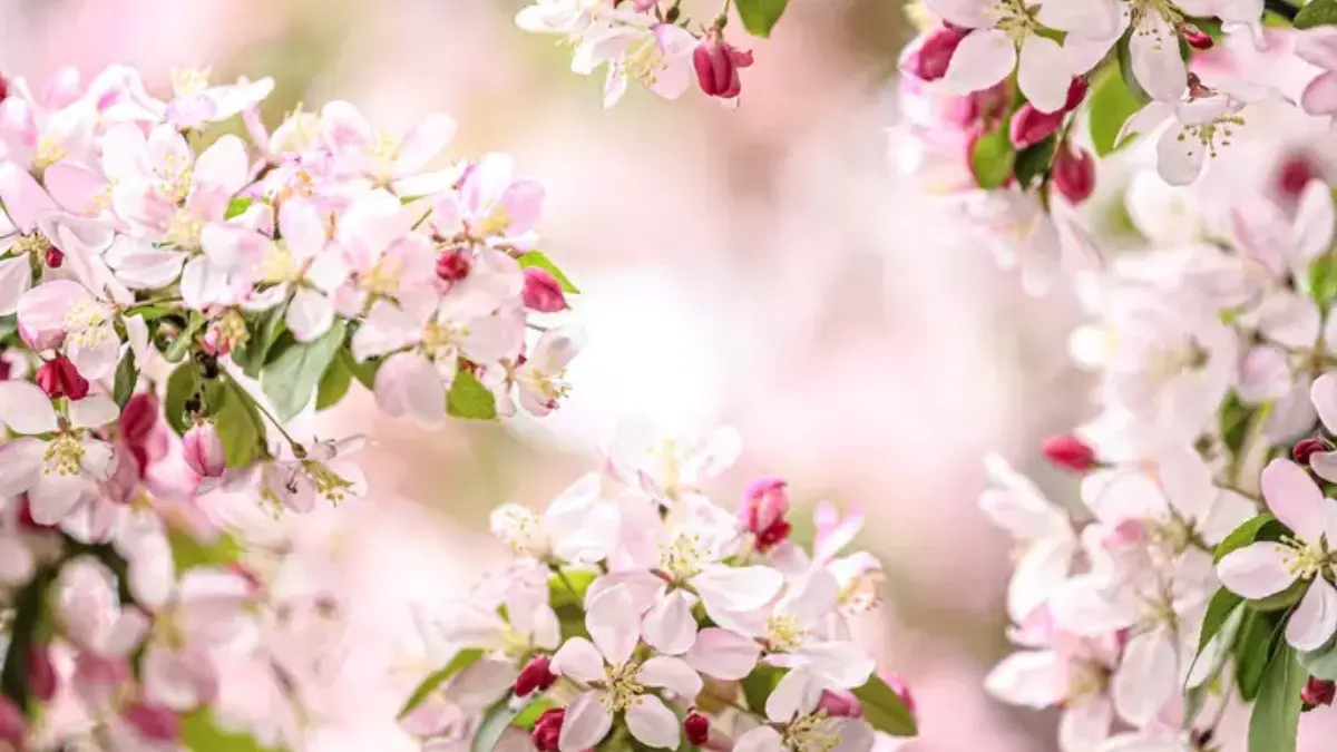 Baharın başlangıcı Nevruz ne zaman? Nevruz kutlama tarihi ve gelenekleri ne? Baharın başlangıcı Nevruz ne zaman? Nevruz kutlama tarihi ve gelenekleri ne?