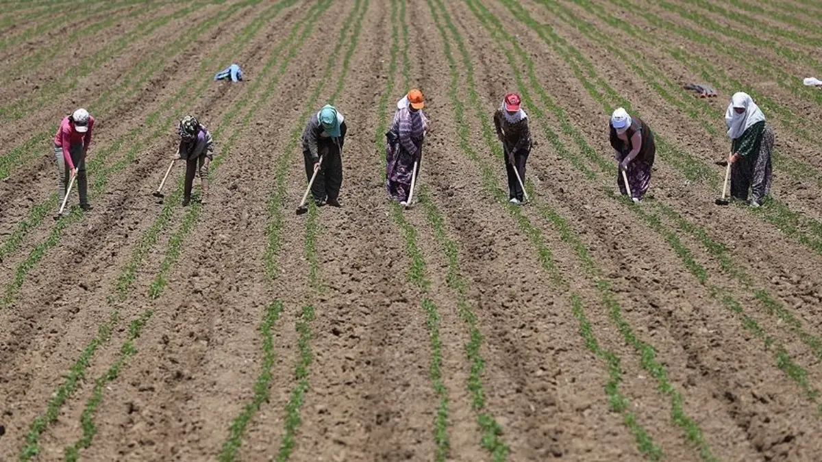 Tarım işçilerinin günlük ücreti geçen yıl arttı Tarım işçilerinin günlük ücreti geçen yıl arttı