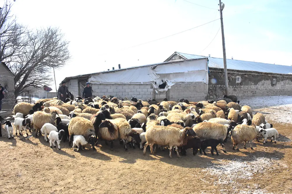 Veterinerin tavsiyesine uydu: Kuzu sayısını artırdı Veterinerin tavsiyesine uydu: Kuzu sayısını artırdı