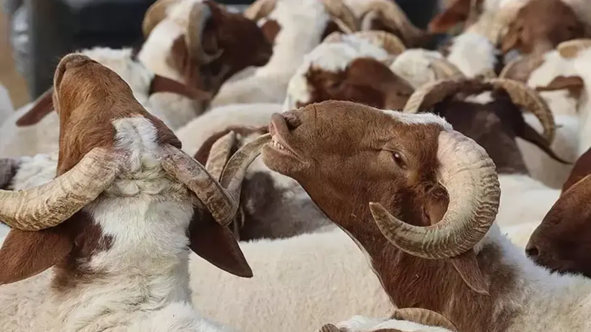 Kurban Bayramı tatili kaç gün? Kurban Bayramı ne zaman, hangi tarihlere denk geliyor? Kurban Bayramı tatili kaç gün? Kurban Bayramı ne zaman, hangi tarihlere denk geliyor?