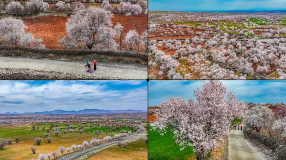 Diyarbakır'da badem ağaçlarından büyüleyici görüntüler! Fotoğraf tutkunlarını cezbediyor Diyarbakır'da badem ağaçlarından büyüleyici görüntüler! Fotoğraf tutkunlarını cezbediyor