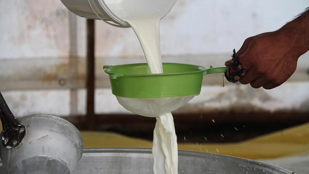 TİGEM'den açıklama: 24 bin kilogram koyun sütü satışa sunulacak TİGEM'den açıklama: 24 bin kilogram koyun sütü satışa sunulacak
