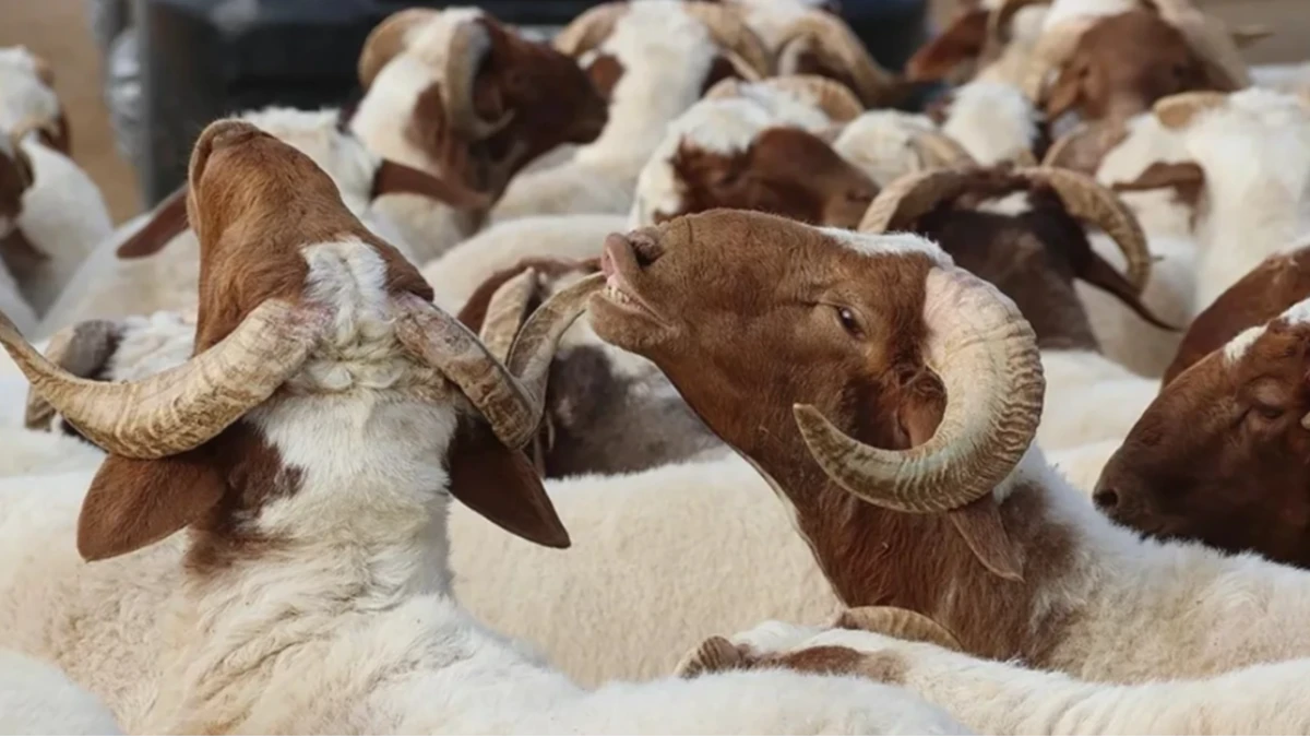 2025 Kurban Bayramı tatili kaç gün, 9 gün mü? Bayram ne zaman? 2025 Kurban Bayramı tatili kaç gün, 9 gün mü? Bayram ne zaman?