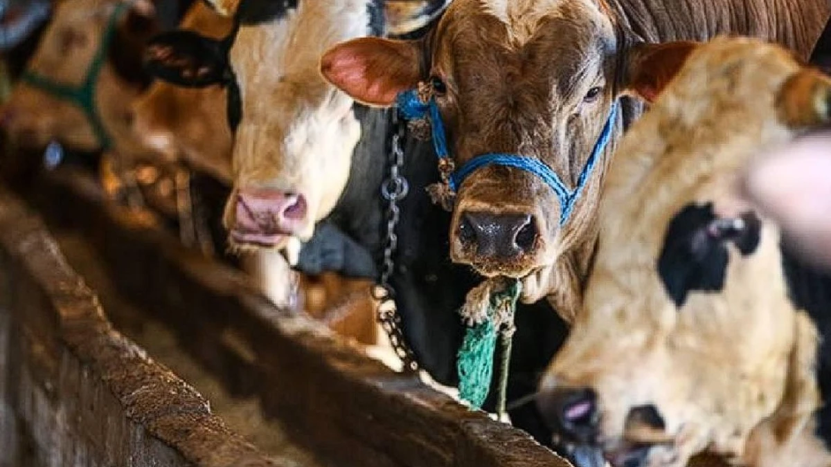 2026 Kurban Bayramı tatili kaç gün, ne zaman? Bayram tatili 9 gün olacak mı? 2026 Kurban Bayramı tatili kaç gün, ne zaman? Bayram tatili 9 gün olacak mı?