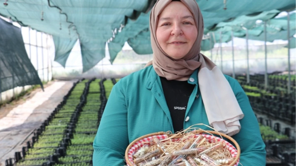 50 yaşından sonra üniversiteli oldu! Kadın girişimci ata tohumu ve fide yetiştiriyor 50 yaşından sonra üniversiteli oldu! Kadın girişimci ata tohumu ve fide yetiştiriyor