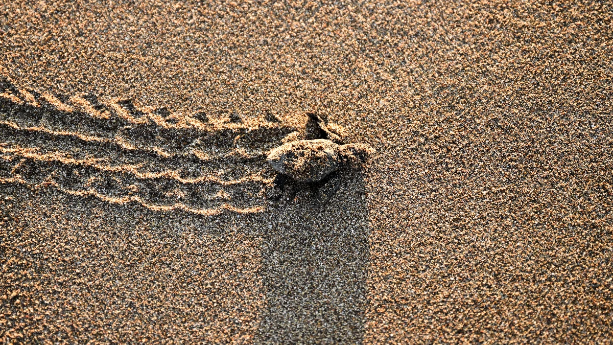 Antalya’da caretta caretta yavruları denizle buluştu Antalya’da caretta caretta yavruları denizle buluştu