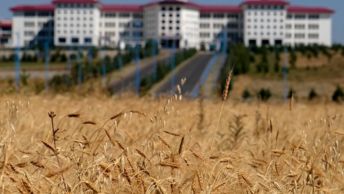 Ardahan Üniversitesi ata tohumu kavılca buğdayını yeniden yeşertti! Tam 13 bin yıllık... Ardahan Üniversitesi ata tohumu kavılca buğdayını yeniden yeşertti! Tam 13 bin yıllık...