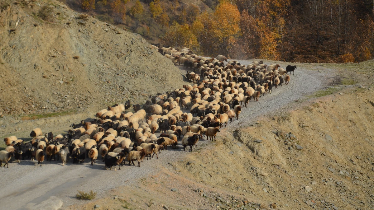 Besicilerin sıcak bölgelere yolculuğu başladı Besicilerin sıcak bölgelere yolculuğu başladı