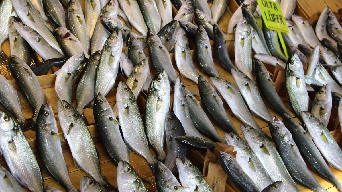 Boğaziçi Lüferi İstanbul’un gastronomi markası oluyor Boğaziçi Lüferi İstanbul’un gastronomi markası oluyor