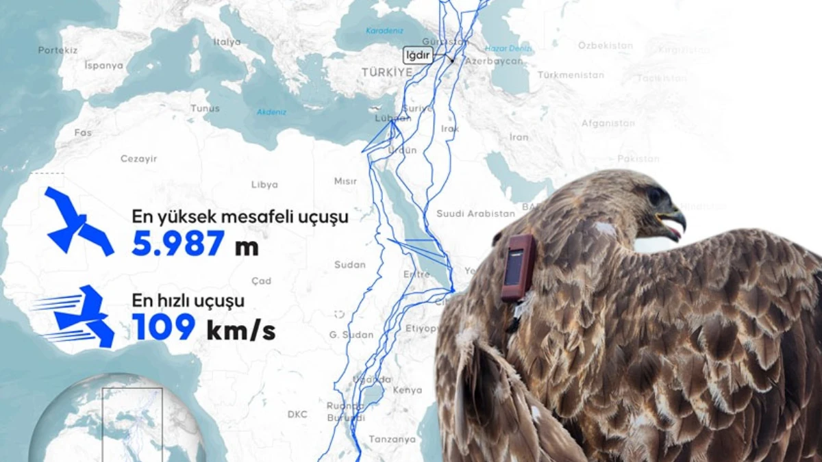 Bozkır şahini 2,5 yılda 28 ülke dolaştı: 103 bin kilometrelik göç yolculuğu kaydedildi Bozkır şahini 2,5 yılda 28 ülke dolaştı: 103 bin kilometrelik göç yolculuğu kaydedildi