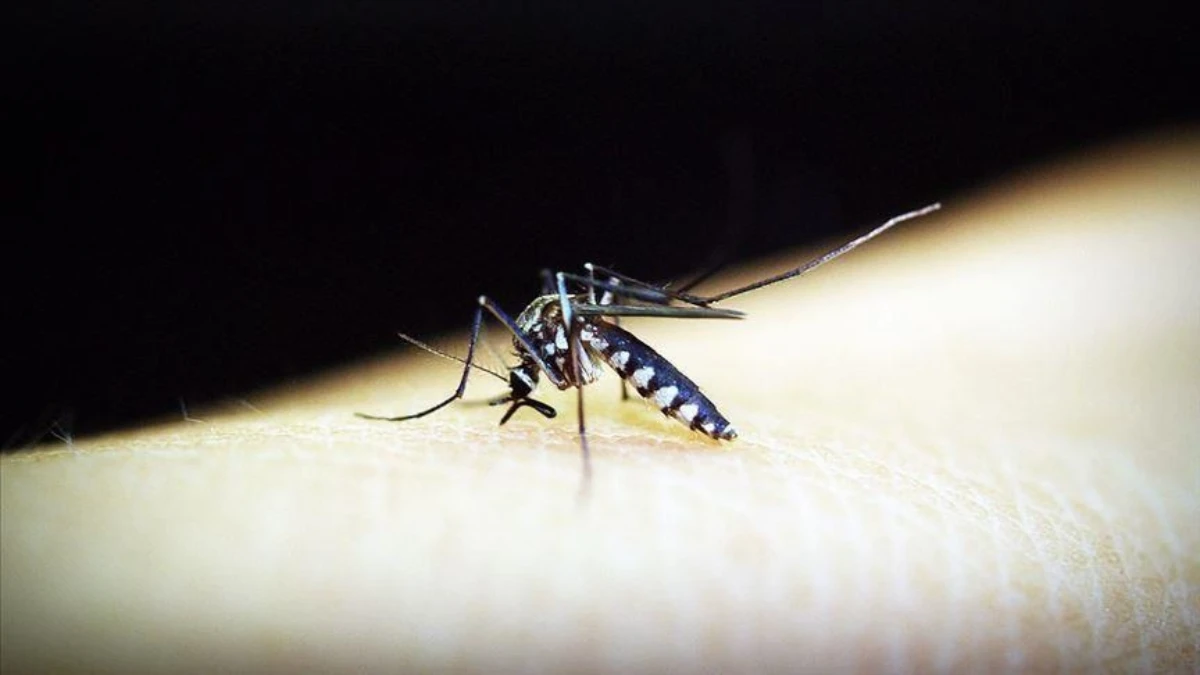 Chikungunya salgını yayıldı: Çin'de halk sağlığı acil durumu ilan edildi Chikungunya salgını yayıldı: Çin'de halk sağlığı acil durumu ilan edildi