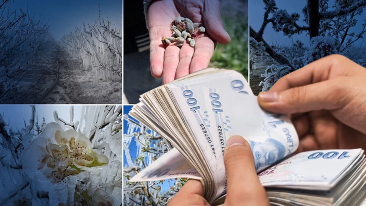 Çiftçilere zirai don desteği: Rakamlar ve şartlar Resmi Gazete’de yayımlandı Çiftçilere zirai don desteği: Rakamlar ve şartlar Resmi Gazete’de yayımlandı