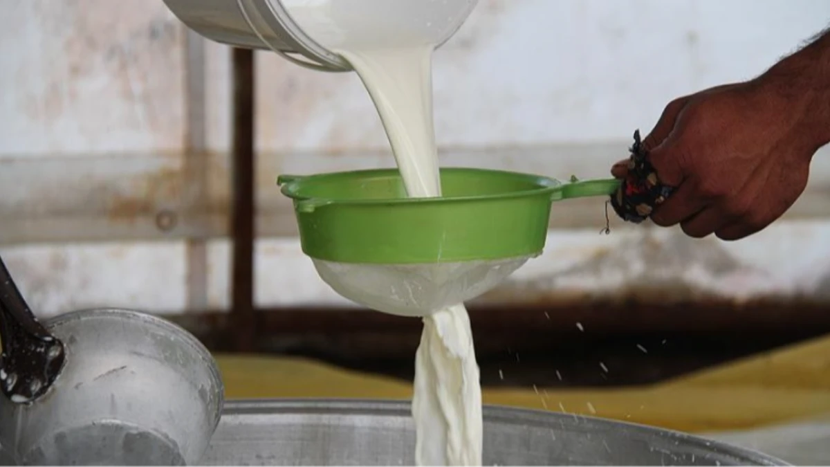 Çiğ inek sütü satış fiyatı belirlendi! 1 Ağustos'tan itibaren geçerli Çiğ inek sütü satış fiyatı belirlendi! 1 Ağustos'tan itibaren geçerli