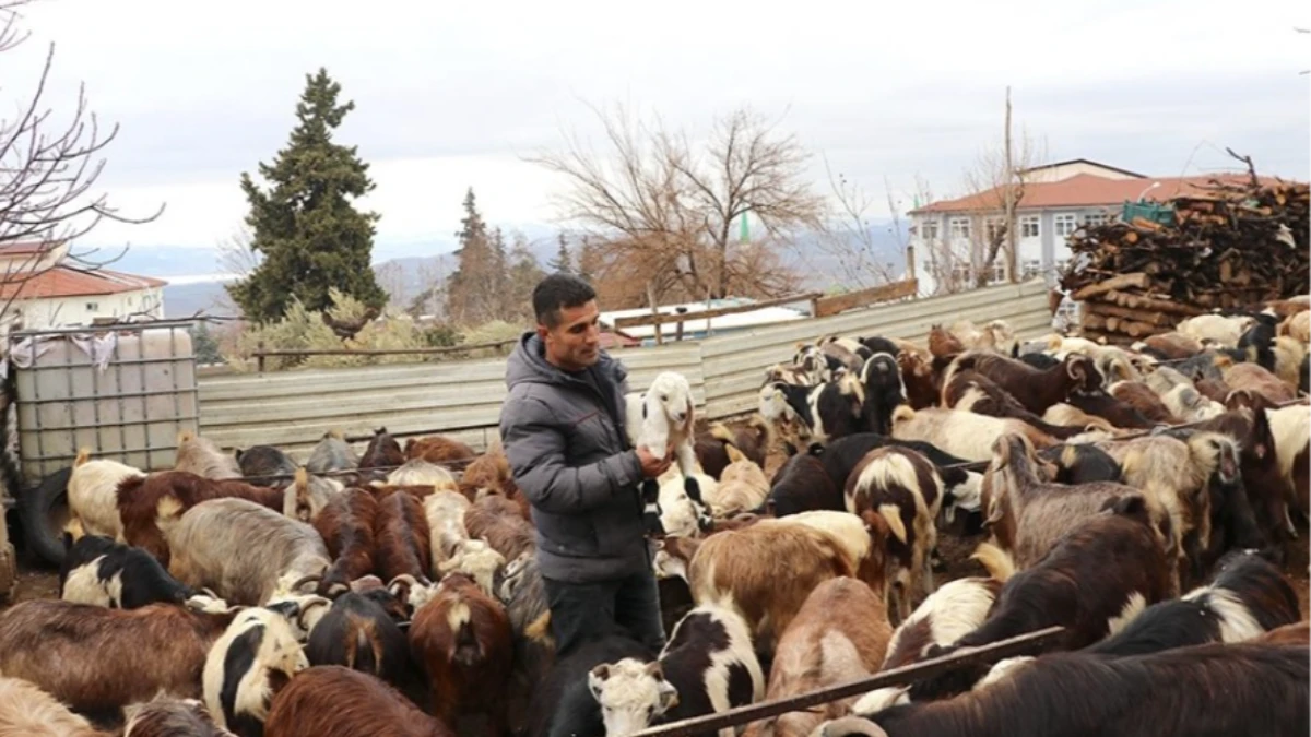 Depremzede besicinin yüzü güldü: Sürüsü 300 başa yaklaştı Depremzede besicinin yüzü güldü: Sürüsü 300 başa yaklaştı