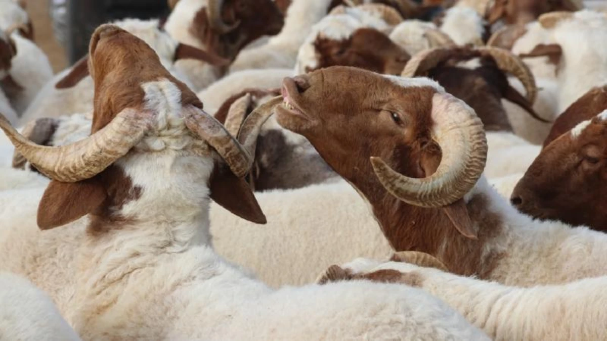 Din İşleri Yüksek Kurulu uyardı: Bayram namazından önce kurban kesmeyin Din İşleri Yüksek Kurulu uyardı: Bayram namazından önce kurban kesmeyin