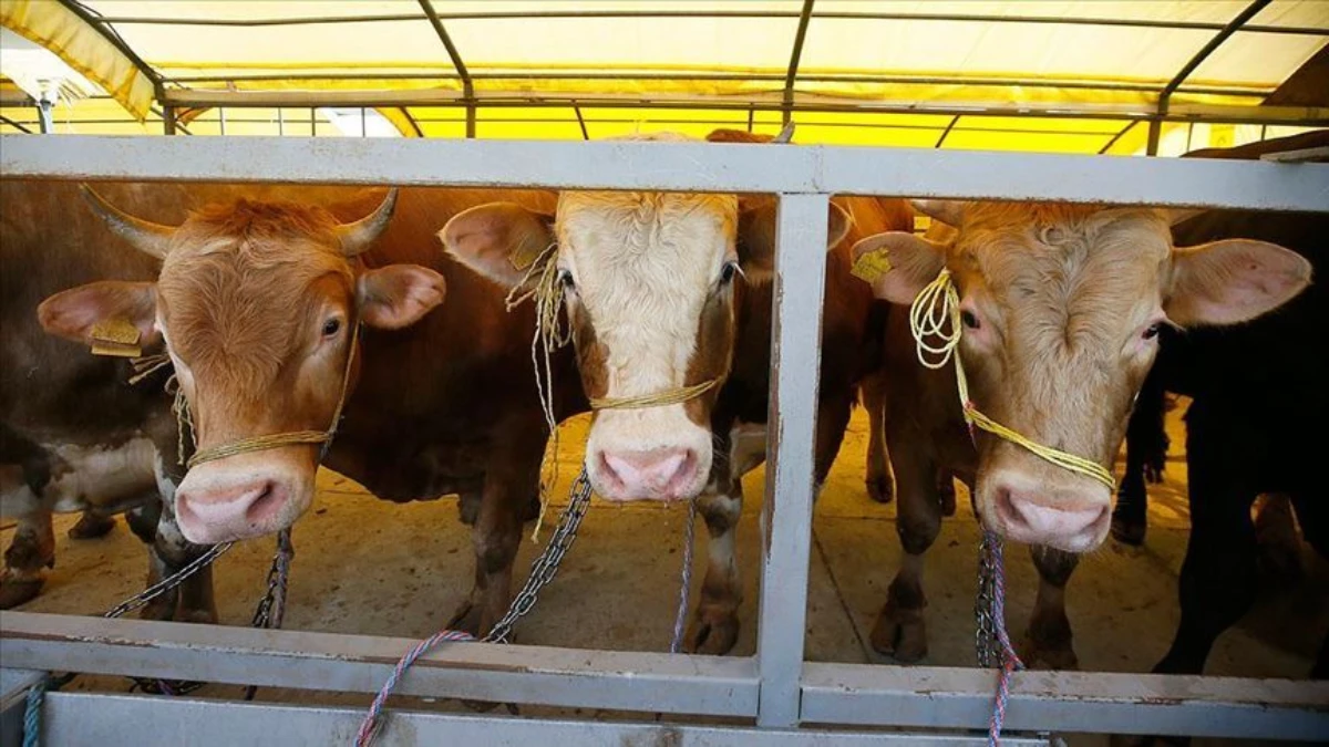 Doğu'dan Batı'ya kurbanlık göçü: 80 bin hayvan sevk edildi Doğu'dan Batı'ya kurbanlık göçü: 80 bin hayvan sevk edildi