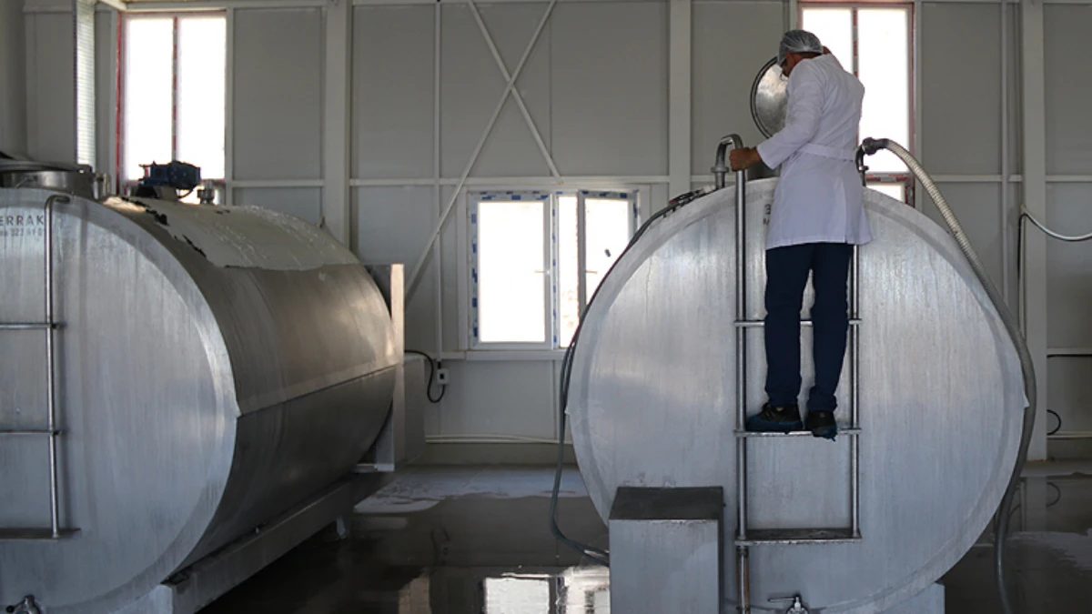Ekimde 895 bin ton inek sütü toplandı Ekimde 895 bin ton inek sütü toplandı