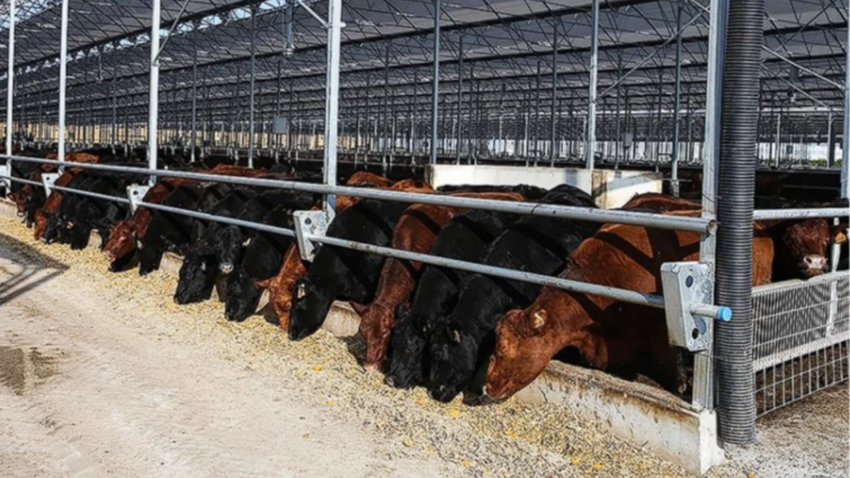 ESK’den besilik hayvan teslimatı açıklaması: 400 bin baş dağıtıldı ESK’den besilik hayvan teslimatı açıklaması: 400 bin baş dağıtıldı
