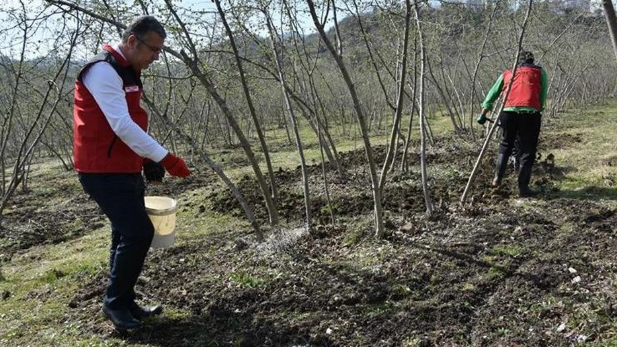 Fındık üretiminde doğru gübreleme verim ve kaliteyi artırıyor Fındık üretiminde doğru gübreleme verim ve kaliteyi artırıyor
