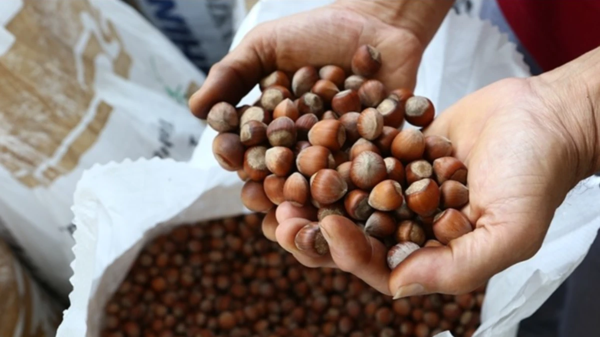 Fındıkta verim için yeni yollar aranıyor! İlk çalışma başladı Fındıkta verim için yeni yollar aranıyor! İlk çalışma başladı