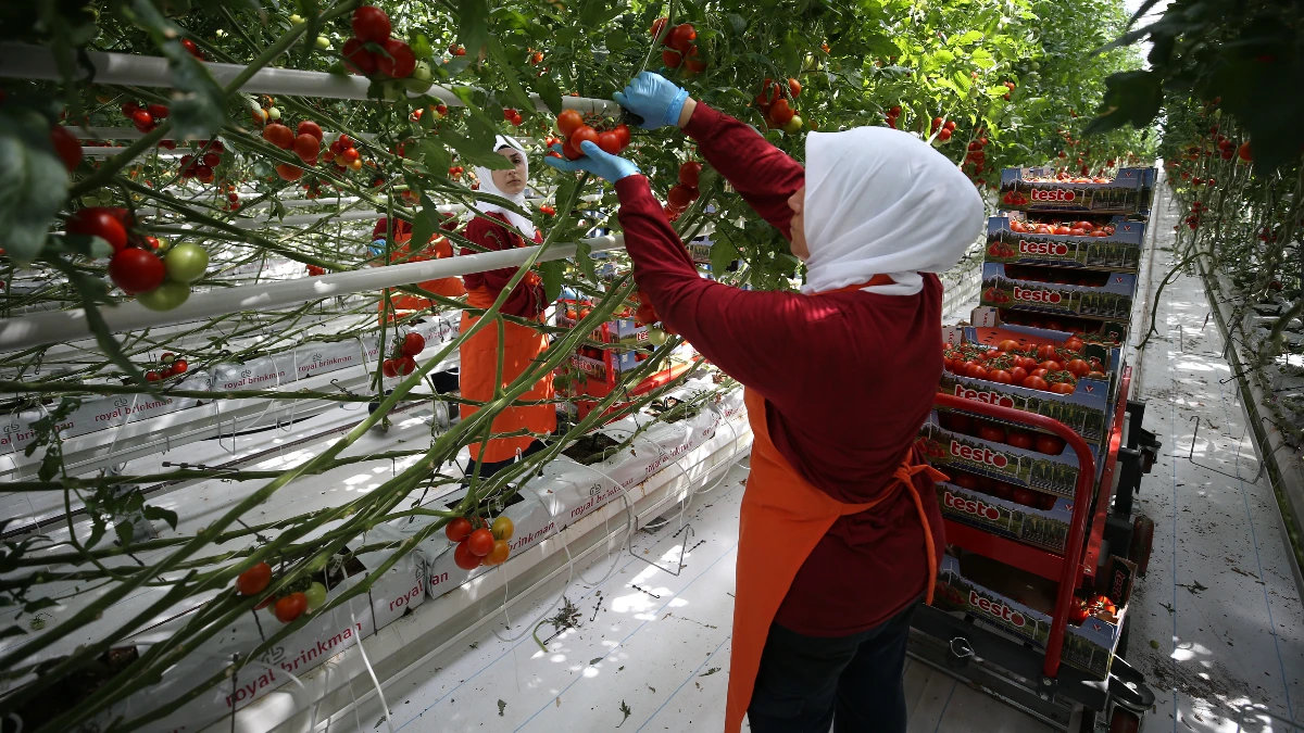 Girdi maliyetleri üreticiyi zorluyor! Bölgesel merkez hedefi için destekler sürmeli Girdi maliyetleri üreticiyi zorluyor! Bölgesel merkez hedefi için destekler sürmeli