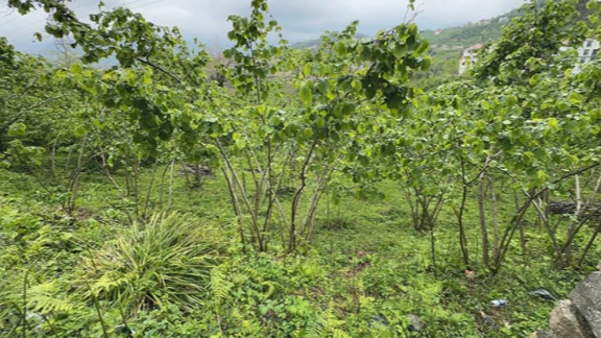 Giresun Üniversitesi'nden fındık verimini artıracak proje