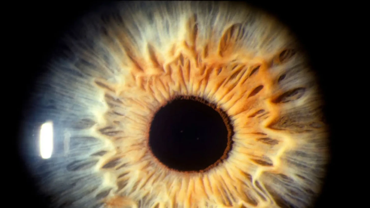 Görme kaybında yeni dönem: Retina nakli için kritik eşik aşıldı Görme kaybında yeni dönem: Retina nakli için kritik eşik aşıldı