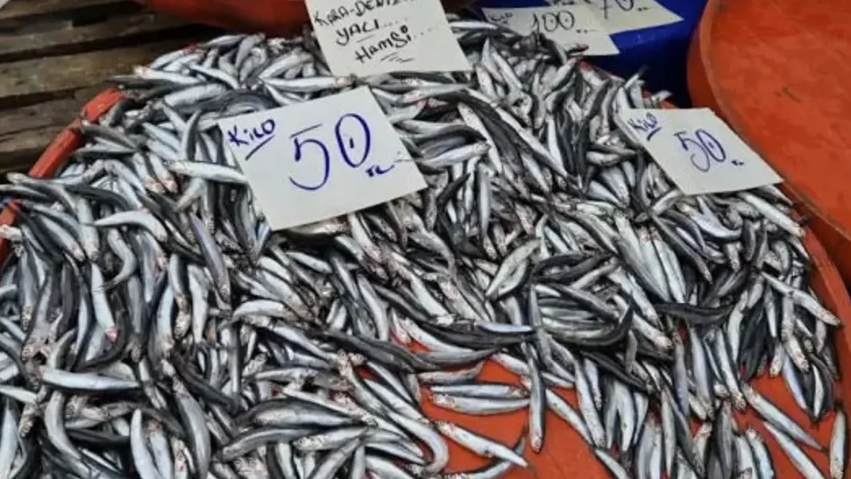 Hamside sezon bereketi: Fiyat 50 liraya kadar düştü Hamside sezon bereketi: Fiyat 50 liraya kadar düştü