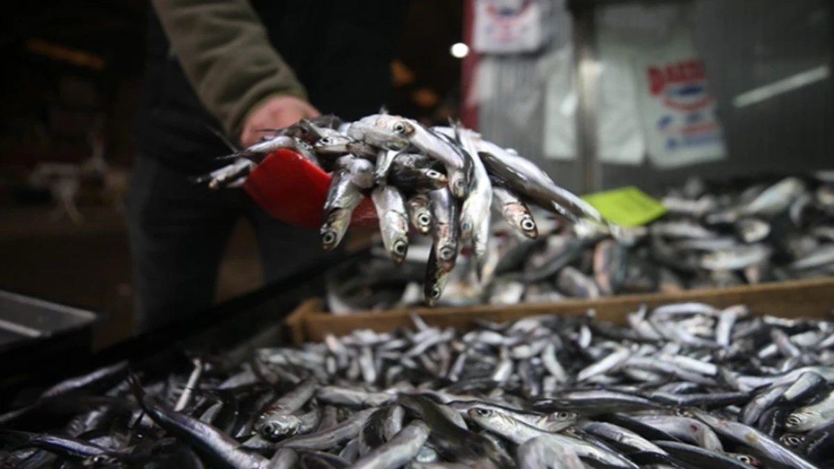 Hamsinin fiyatı 150 TL: Sezon erken açıldı Hamsinin fiyatı 150 TL: Sezon erken açıldı