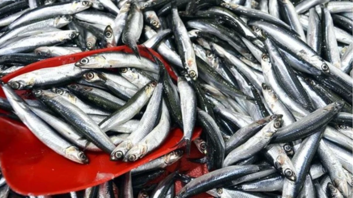 Hamsinin kilogramı 100 liradan satılıyor Hamsinin kilogramı 100 liradan satılıyor