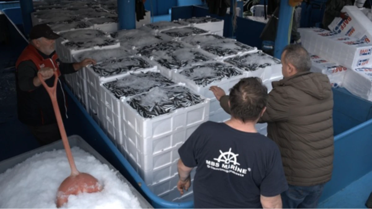 İğneada açıklarında hamsi bolluğu yaşanıyor İğneada açıklarında hamsi bolluğu yaşanıyor