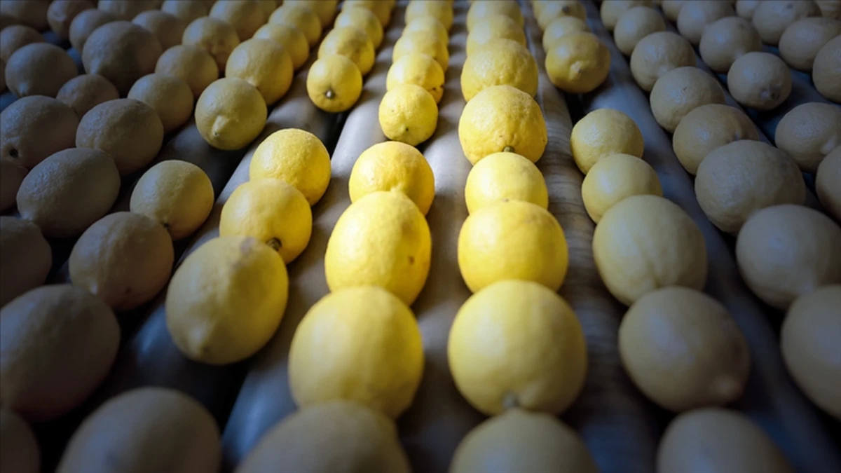 İlk çeyrekte en fazla limon Rusya'ya ihraç edildi! İlk çeyrekte en fazla limon Rusya'ya ihraç edildi!