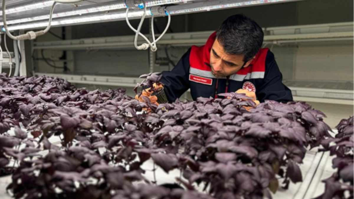 İstanbul Kapalı Dikey Tarım Uygulama Merkezi, megakentliler için çilek üretimine hazırlanıyor İstanbul Kapalı Dikey Tarım Uygulama Merkezi, megakentliler için çilek üretimine hazırlanıyor