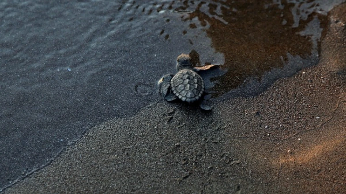 İztuzu Sahili'nde caretta carettalar için hazırlıklar tamamlandı İztuzu Sahili'nde caretta carettalar için hazırlıklar tamamlandı