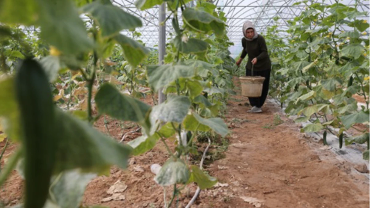 Kadın girişimci devletten aldığı destekle seracılıkta başarıya ulaştı: Üretim 1 dönümden 20 dönüme çıktı Kadın girişimci devletten aldığı destekle seracılıkta başarıya ulaştı: Üretim 1 dönümden 20 dönüme çıktı