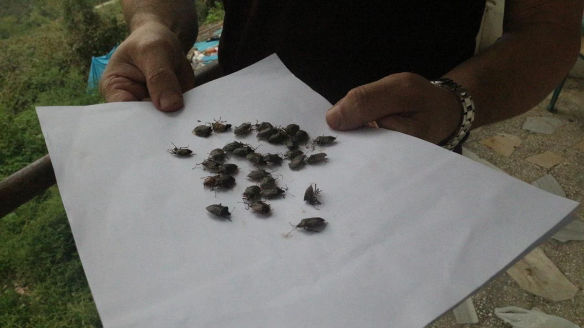 Kahverengi kokarca zararlısına karşı 1 milyondan fazla hane ilaçlandı Kahverengi kokarca zararlısına karşı 1 milyondan fazla hane ilaçlandı