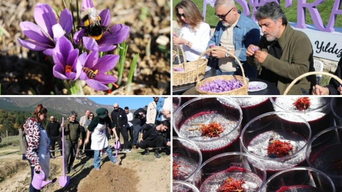 Karabük'te 'Safran İmecesi' etkinliği düzenlendi Karabük'te 'Safran İmecesi' etkinliği düzenlendi