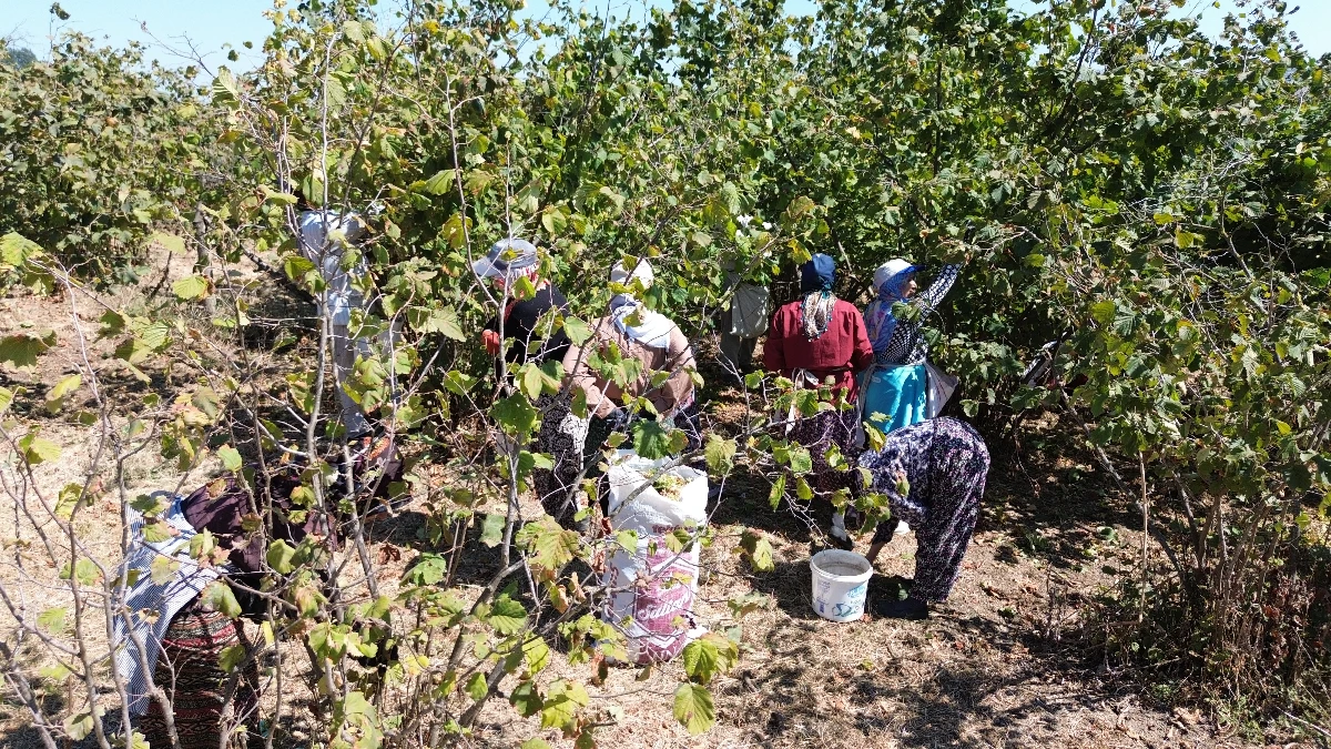 Karadeniz'de fındık hasadına devam ediliyor Karadeniz'de fındık hasadına devam ediliyor