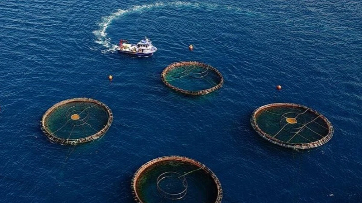 Karadeniz’den su ürünleri ihracatında güçlü artış: 85 milyon doları aştı Karadeniz’den su ürünleri ihracatında güçlü artış: 85 milyon doları aştı