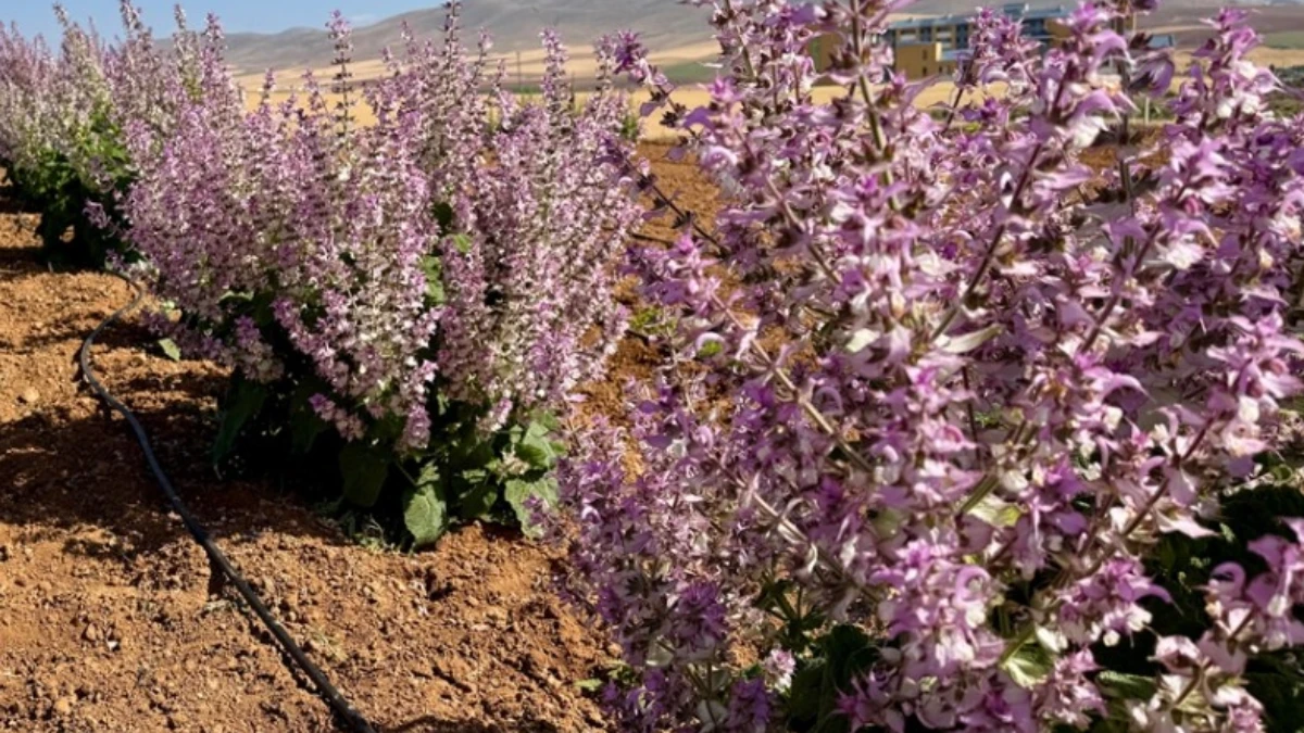 Kırşehir’de tıbbi aromatik bitkiler tarıma yön veriyor: 65 tür için çiftçiye yeni alternatif Kırşehir’de tıbbi aromatik bitkiler tarıma yön veriyor: 65 tür için çiftçiye yeni alternatif